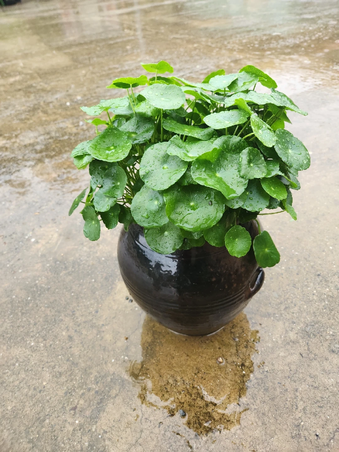 워터코인/돈잎 | 식물 | 당근 중고거래