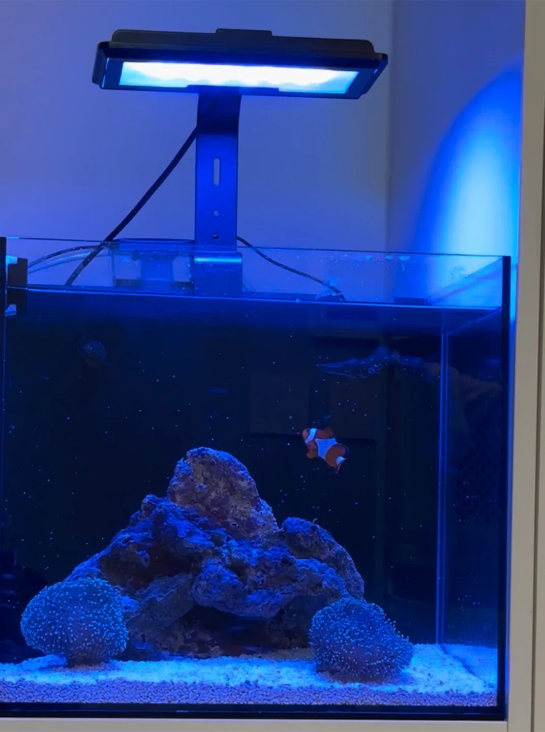 맥스펙트 Dice Nano Cube AIO 40큐브해수어항