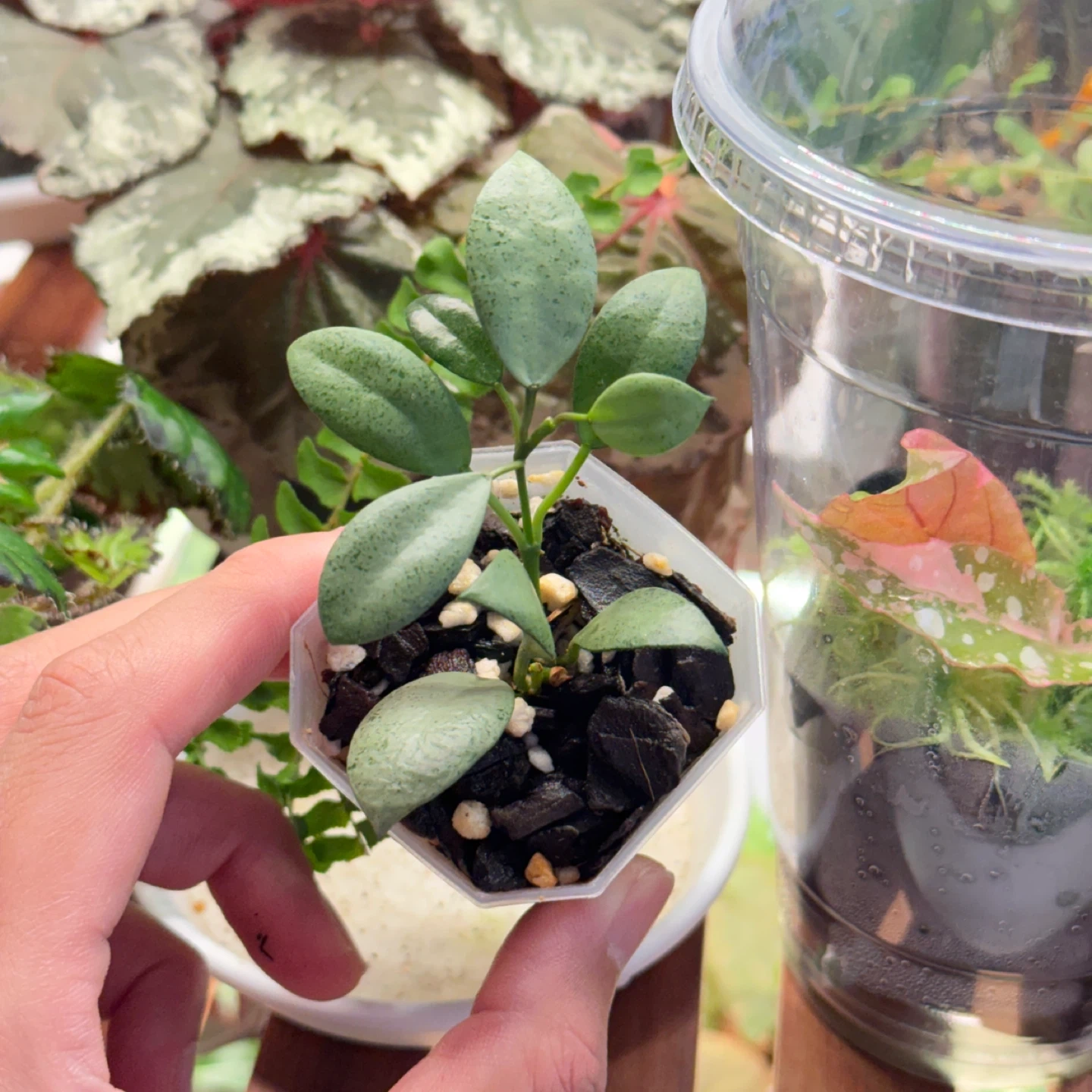 호야 라쿠노사 민트코인 | 식물 | 당근 중고거래