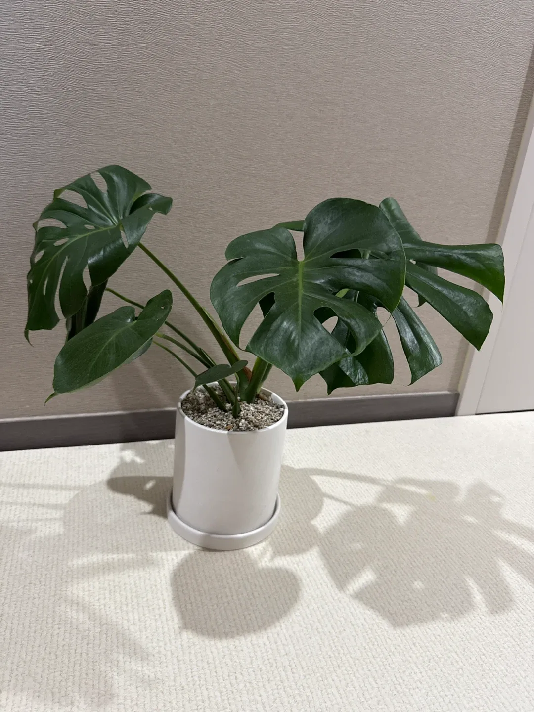 몬스테라 식물 화분