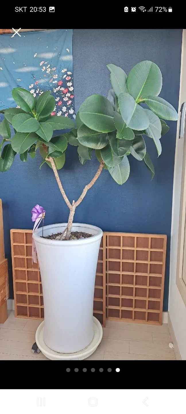 대형화분