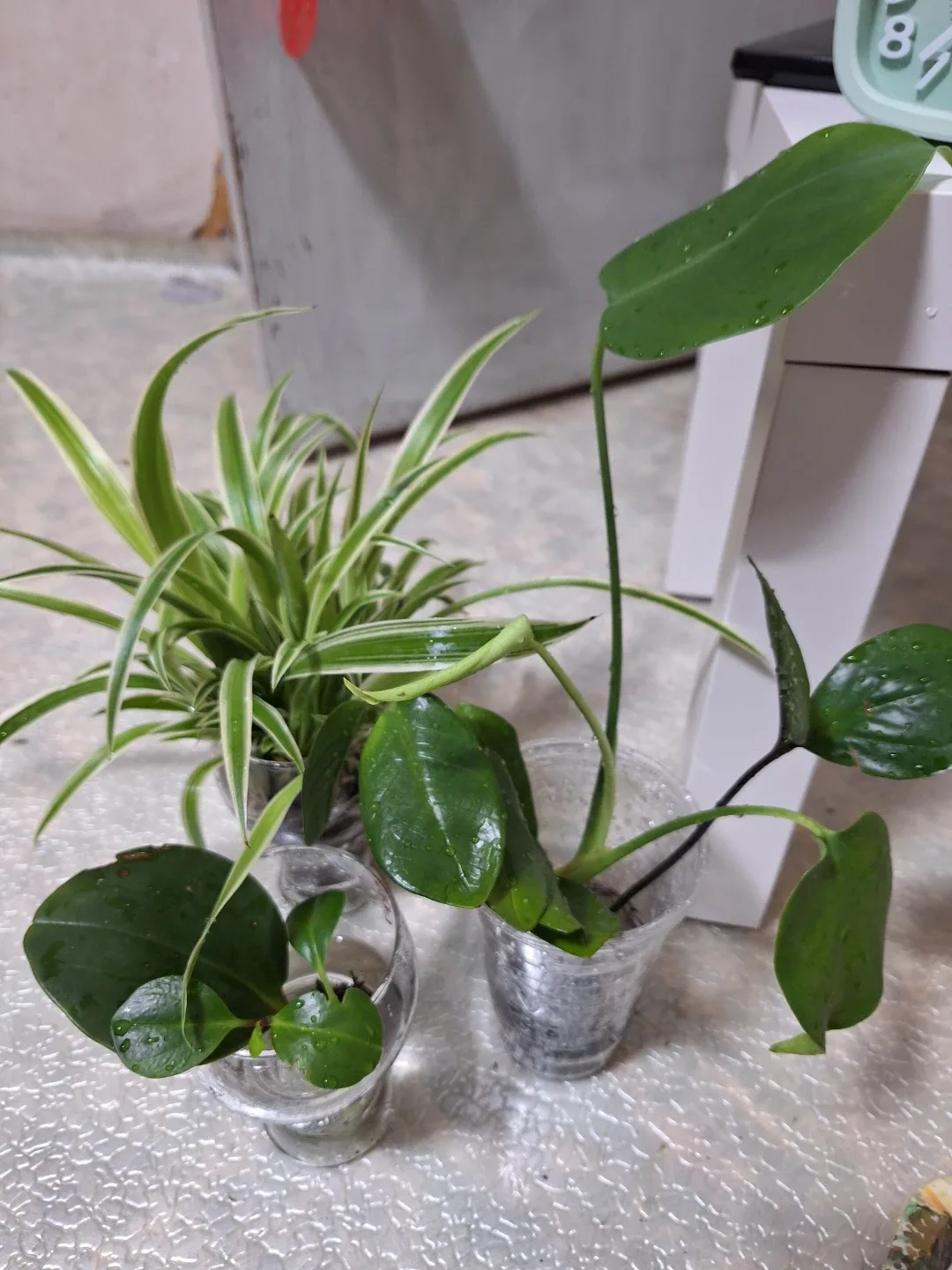 수경 재배 식물 모음