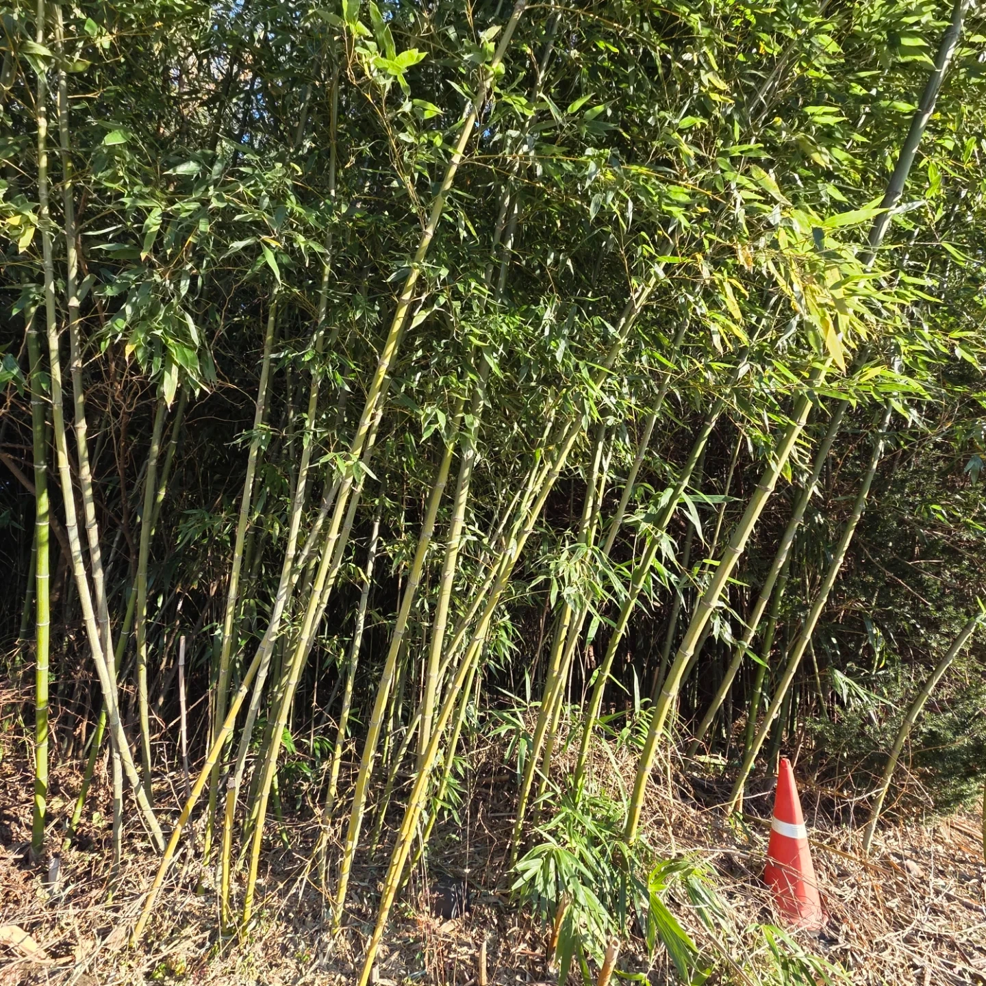 대나무 | 식물 | 당근 중고거래
