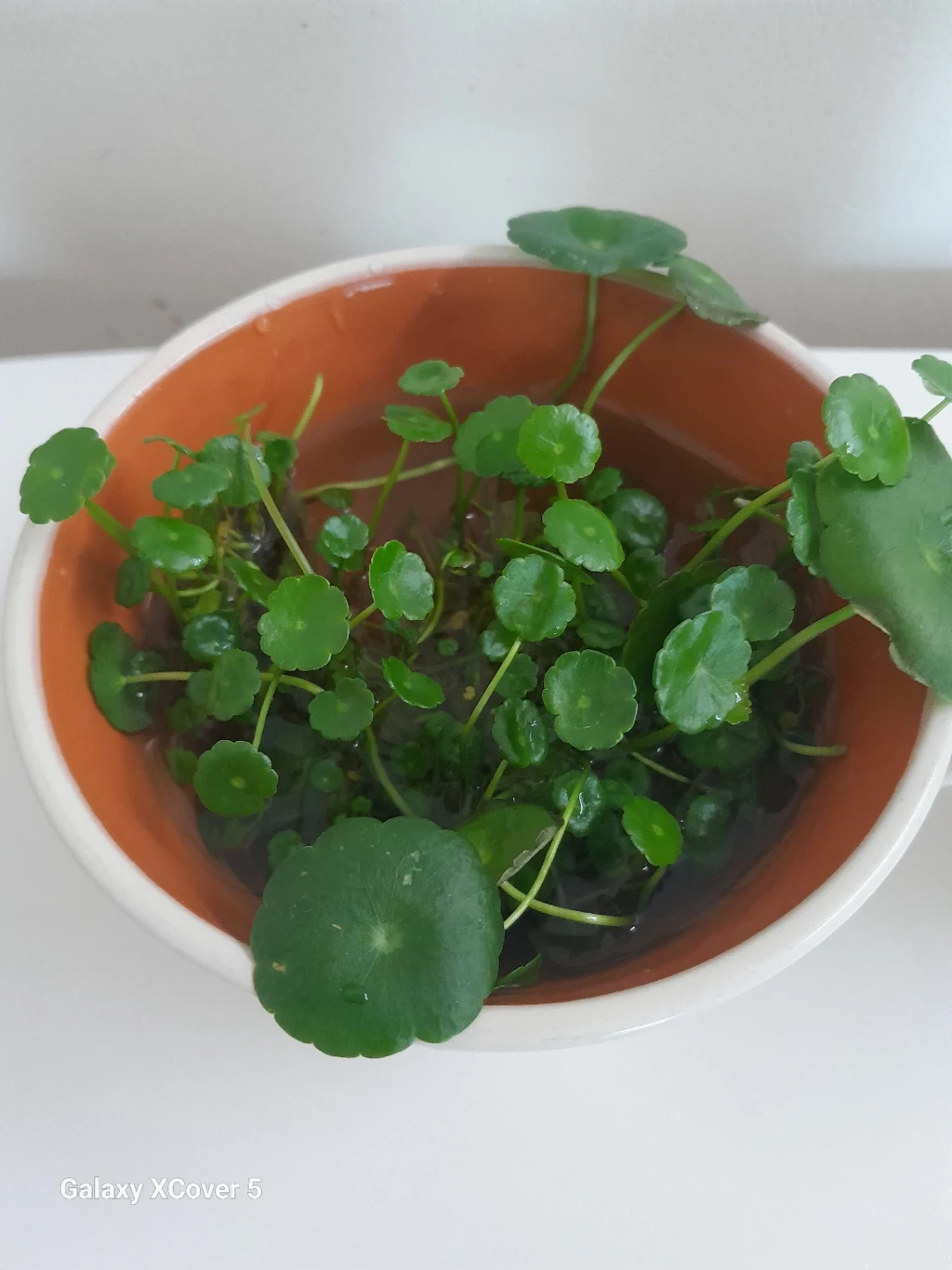 워터코인 수경재배 | 식물 | 당근 중고거래