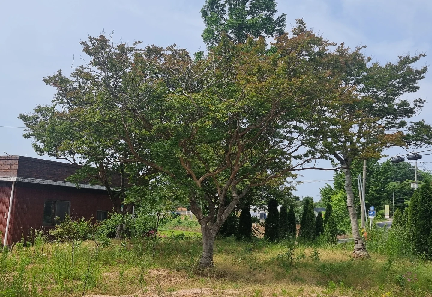 배롱나무 판매/ 조경수/ 전지/ 정원관리 | 식물 | 당근 중고거래