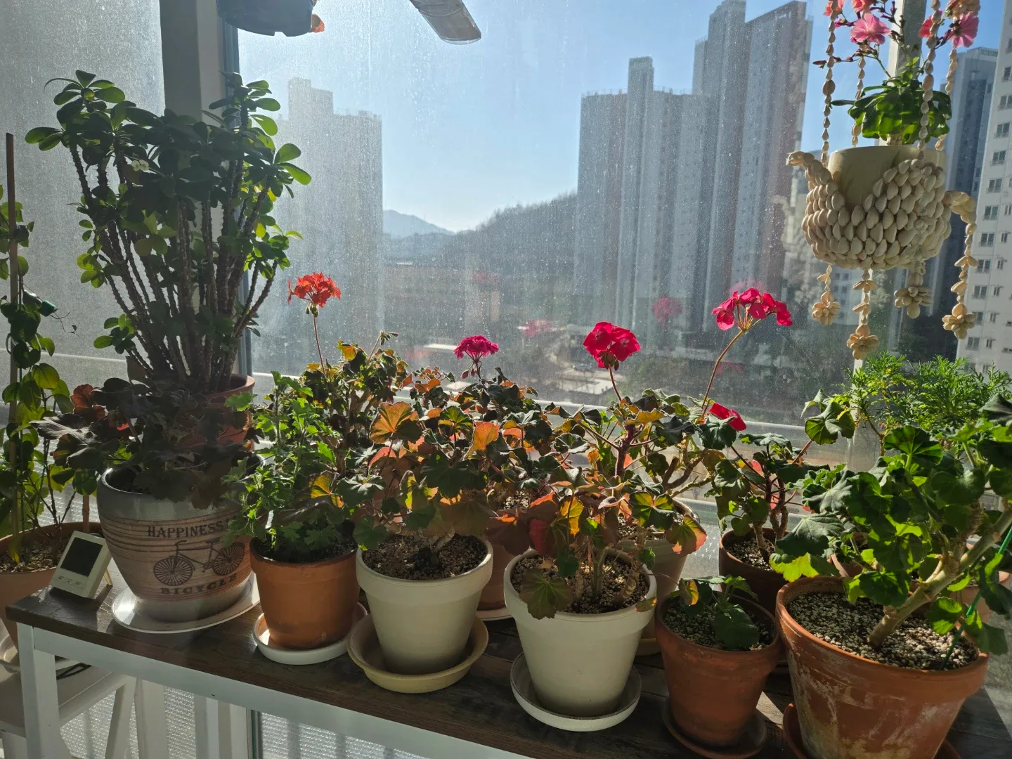 다양한 화분 식물 모음