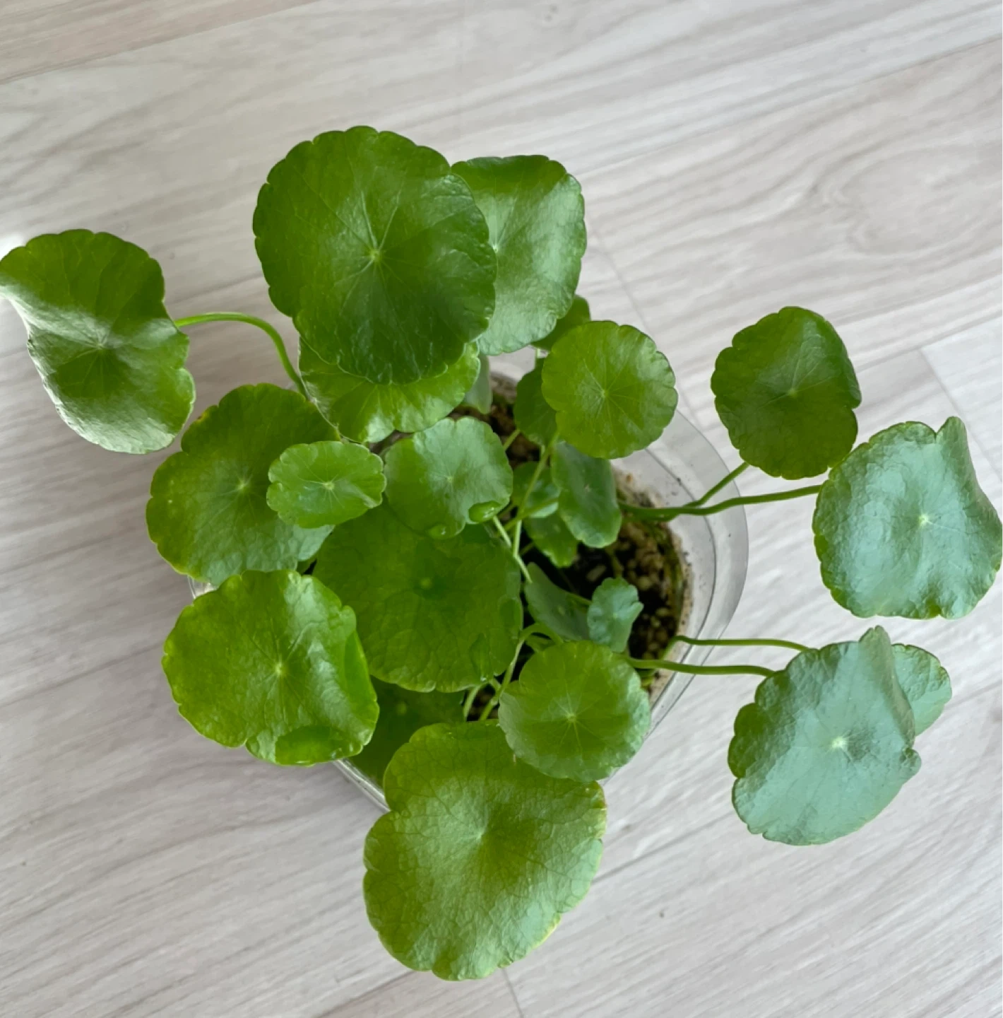 워터코인 수경 식물 | 식물 | 당근 중고거래