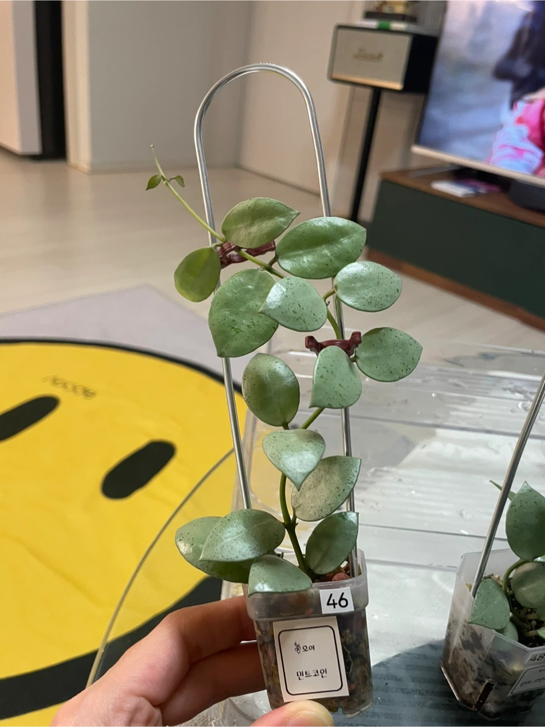 호야] 민트코인 | 식물 | 당근 중고거래