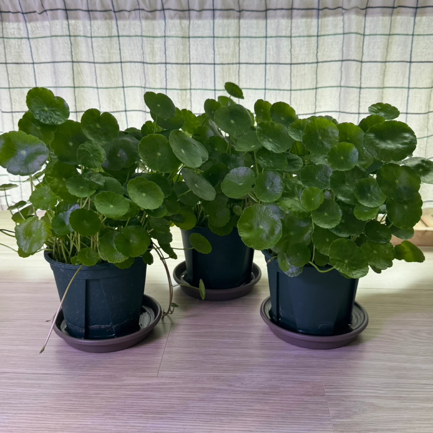 워터코인🌱 | 식물 | 당근 중고거래