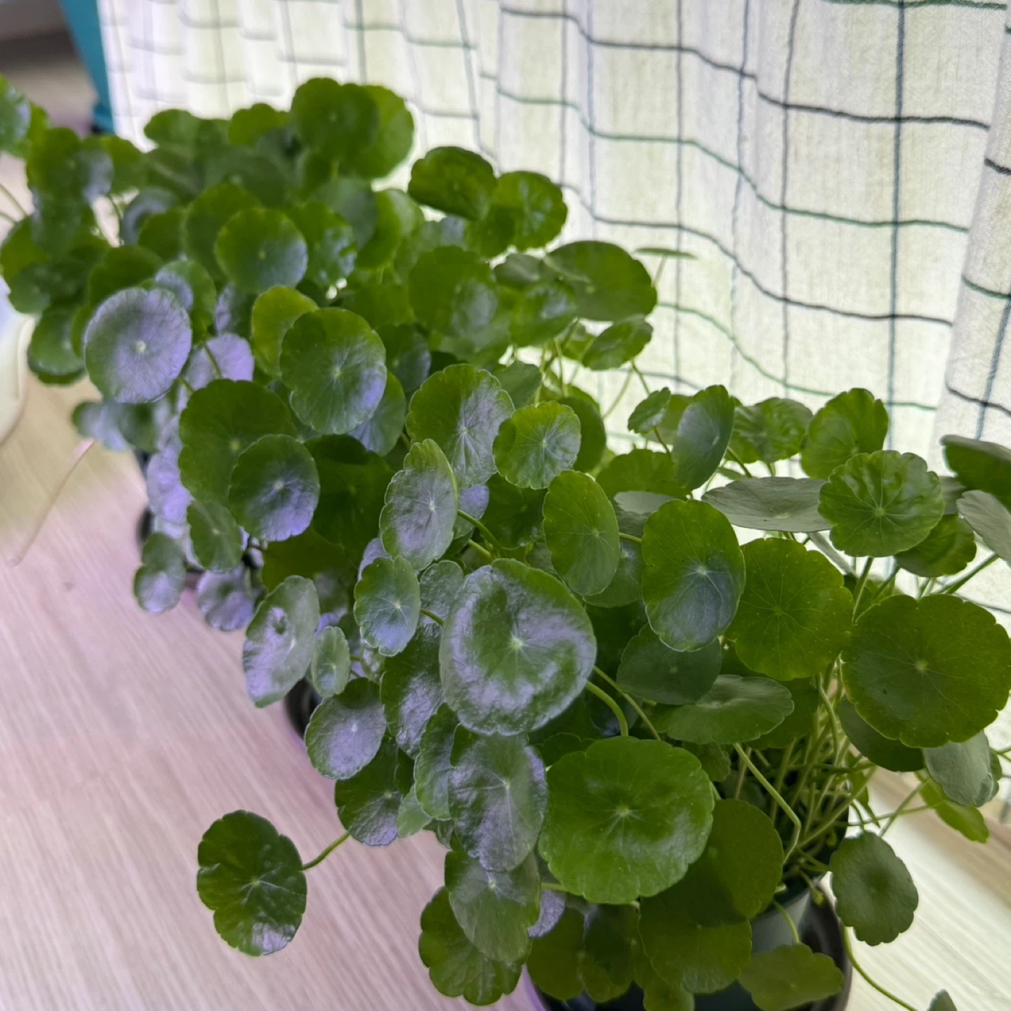 워터코인🌱 | 식물 | 당근 중고거래