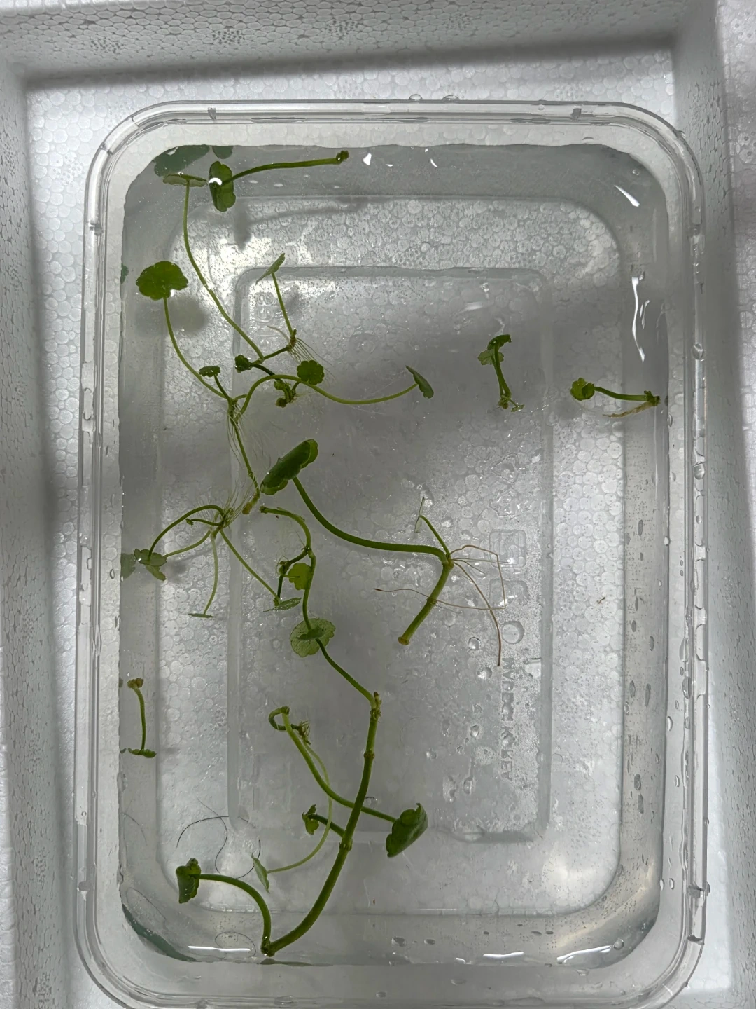 어항 워터코인 | 반려동물용품 | 당근 중고거래