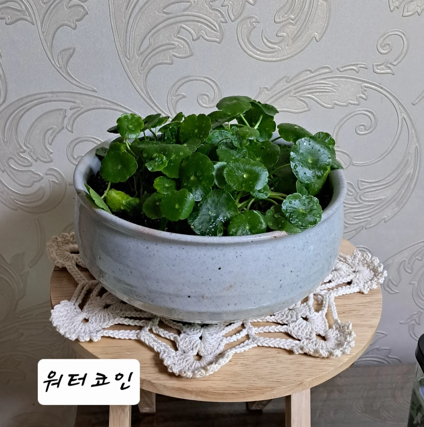 워터코인 | 식물 | 당근 중고거래