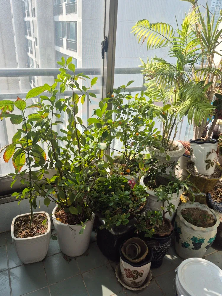 다양한 화분 식물 모음