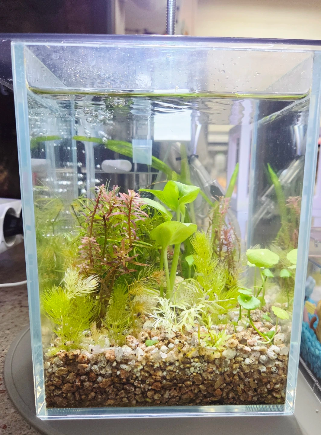 어항 | 반려동물용품 | 당근 중고거래