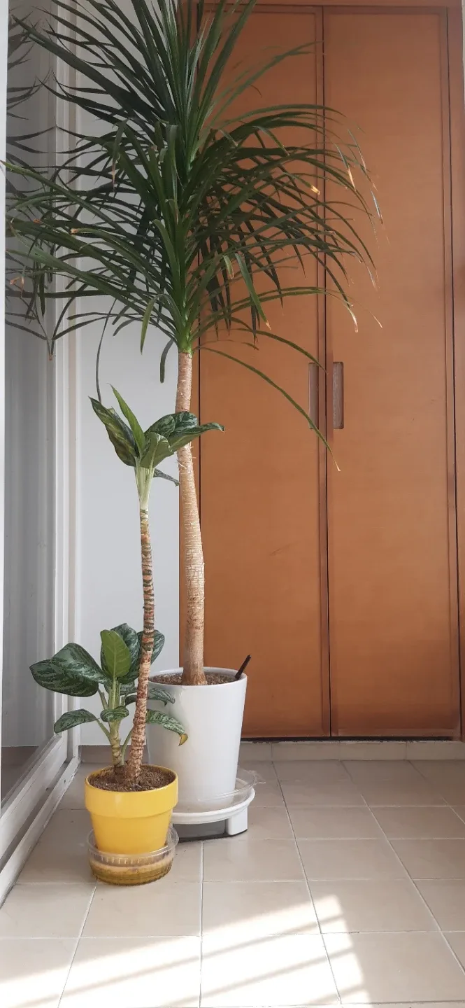 드라코 식물 화분