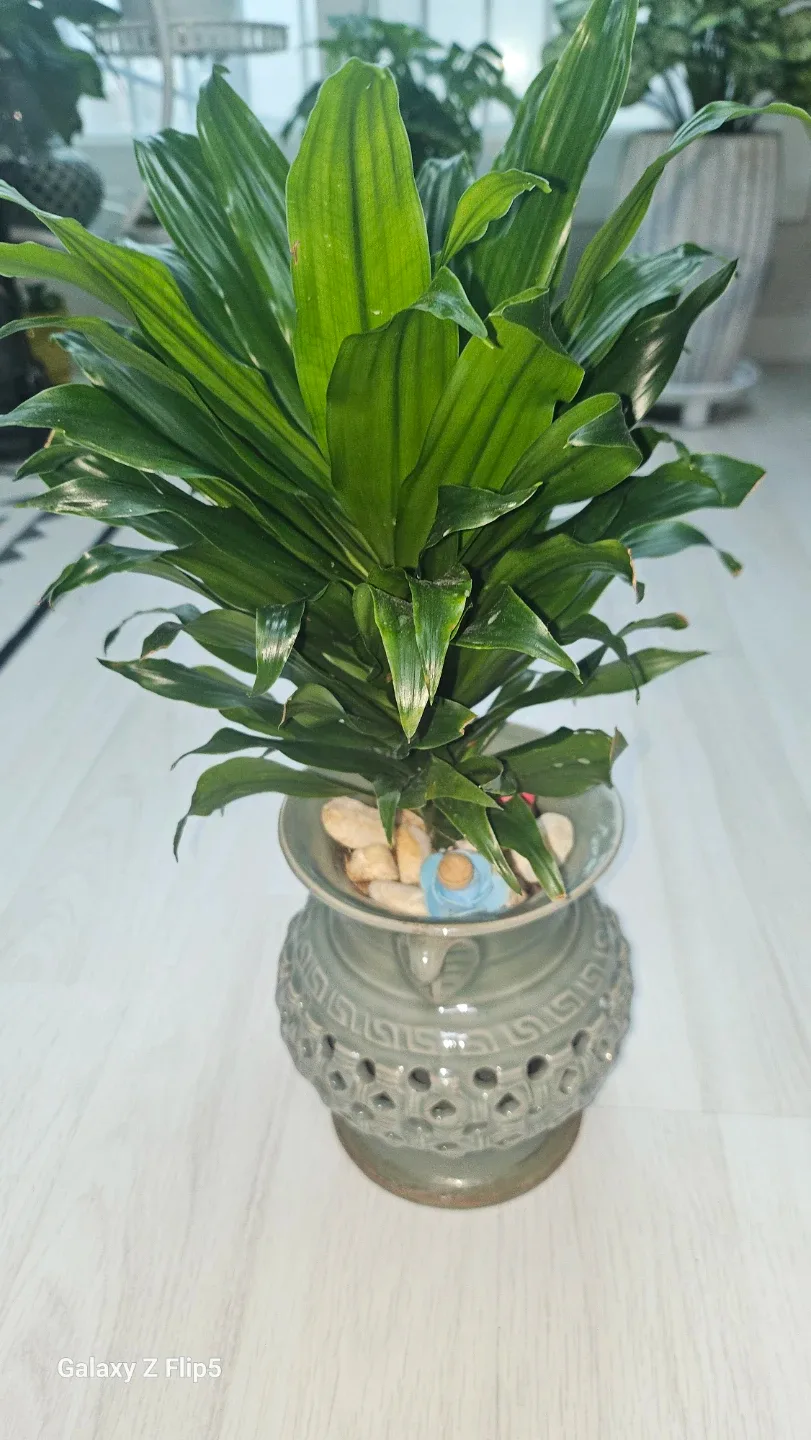 드라세나 콤팩타 공기정화 식물