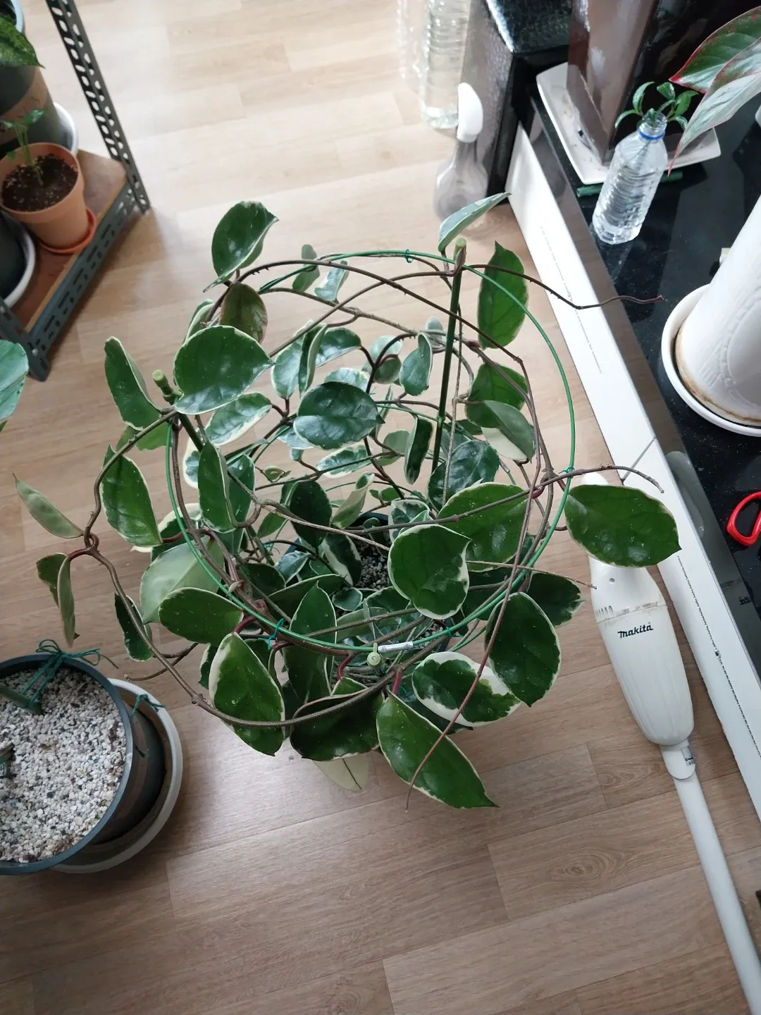 무늬 호야 카르노사 식물 화분