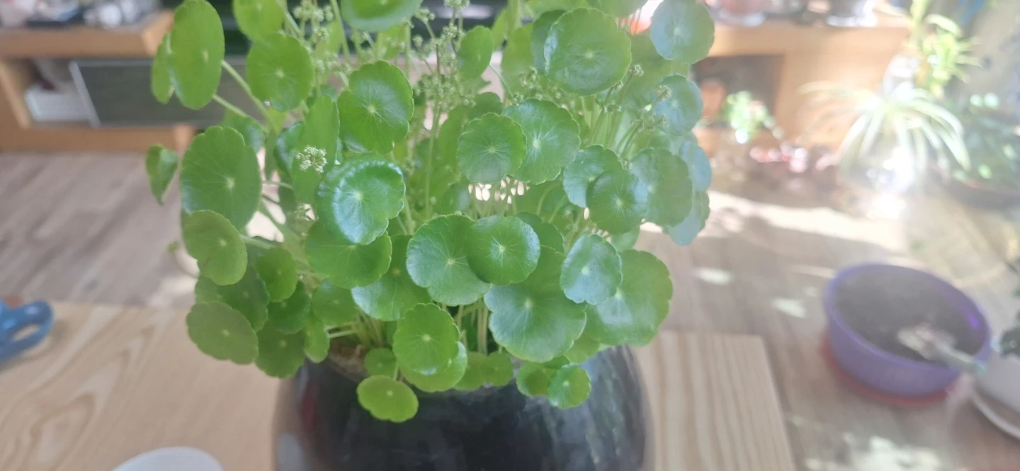 워터코인 수경재배 옹기약탕기 | 식물 | 당근 중고거래