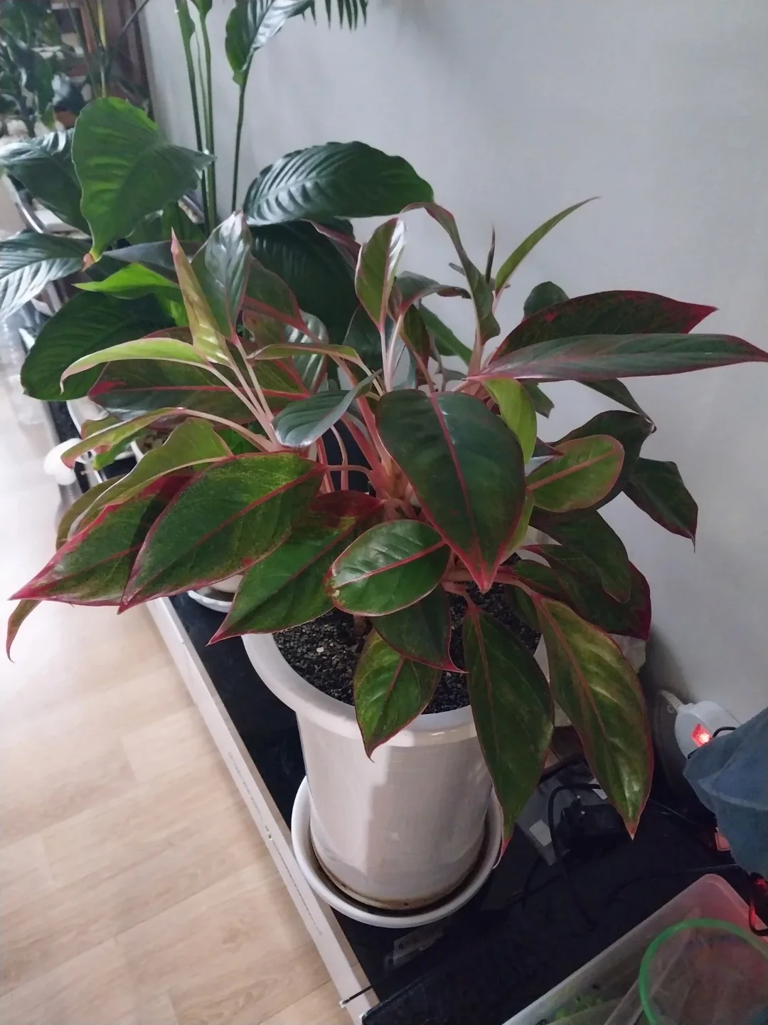 아글라오네마 오로라 공기정화식물