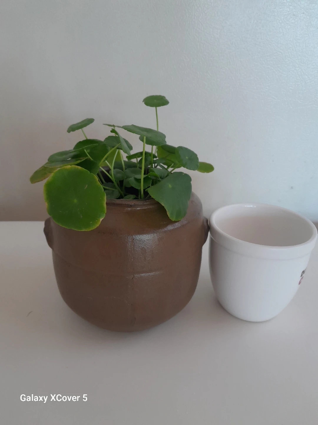 워터코인 수경재배 | 식물 | 당근 중고거래