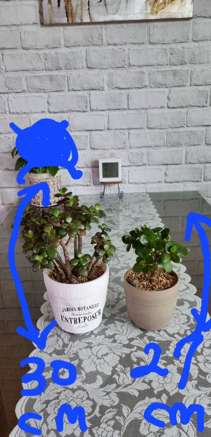 다육식물 화월 , 카랑코에 일괄판매(2개)가격(작은사이즈)