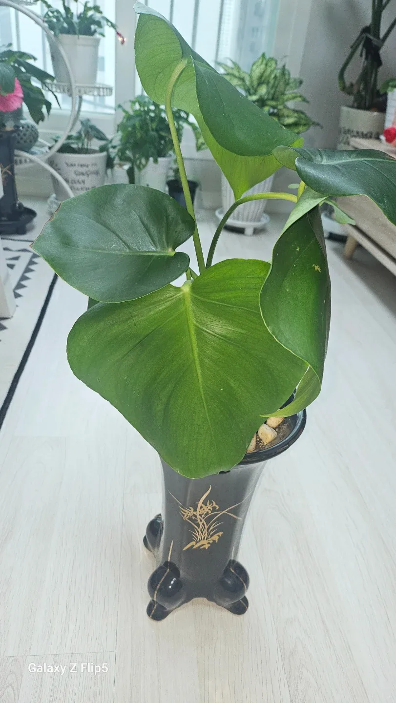 몬스테라 식물 (검정 화분)