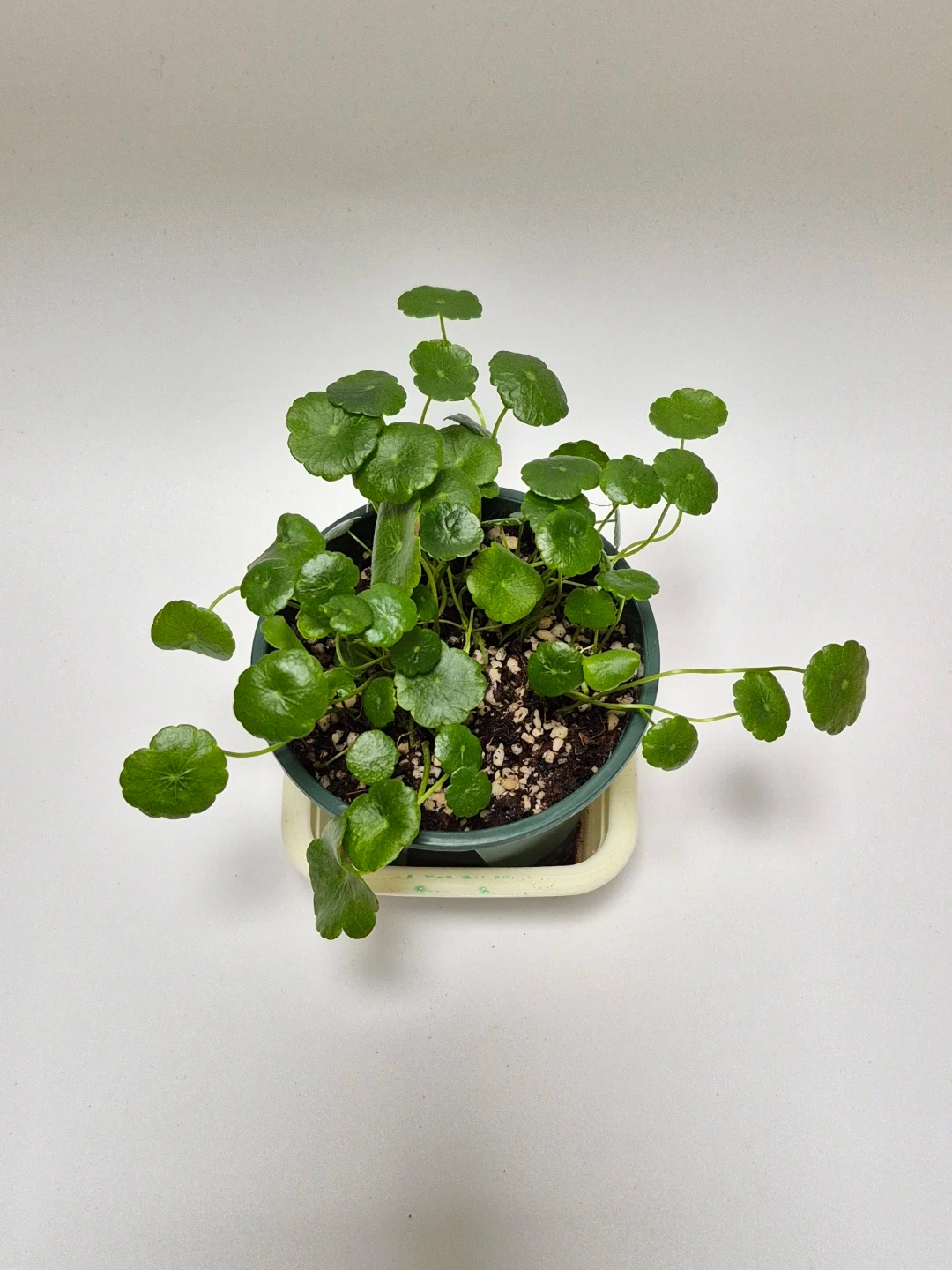 워터코인 | 식물 | 당근 중고거래