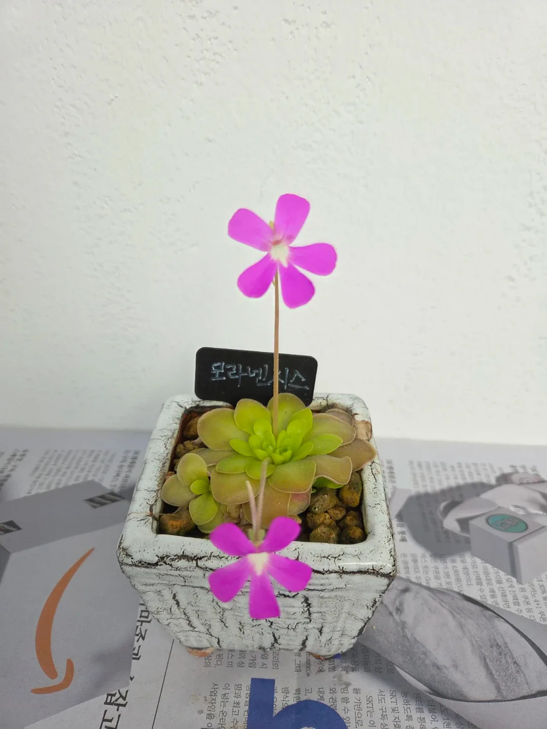벌레잡이 식물 모라넨시스 도자기화분째