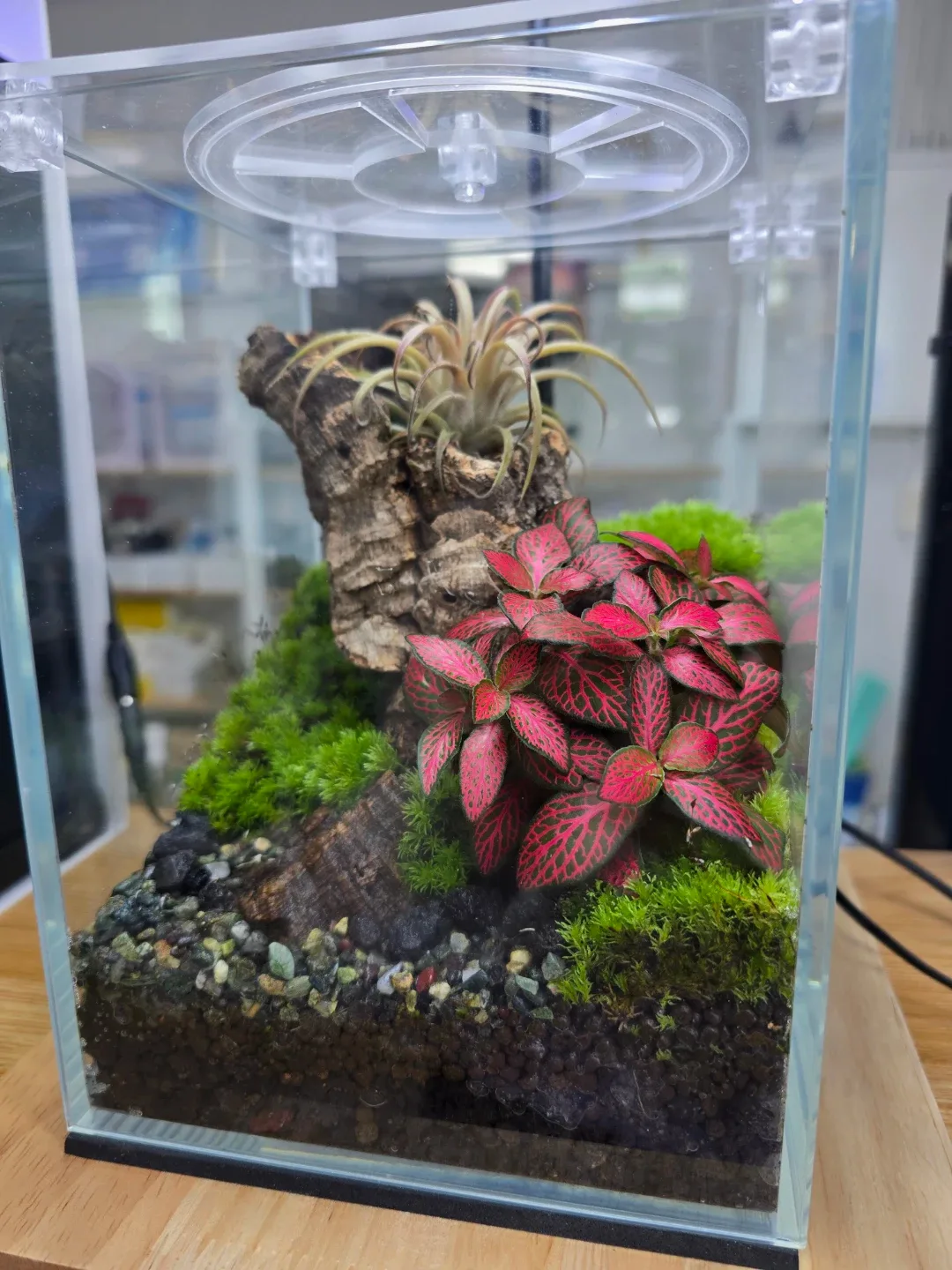 테라리움 유리 케이스 식물 인테리어