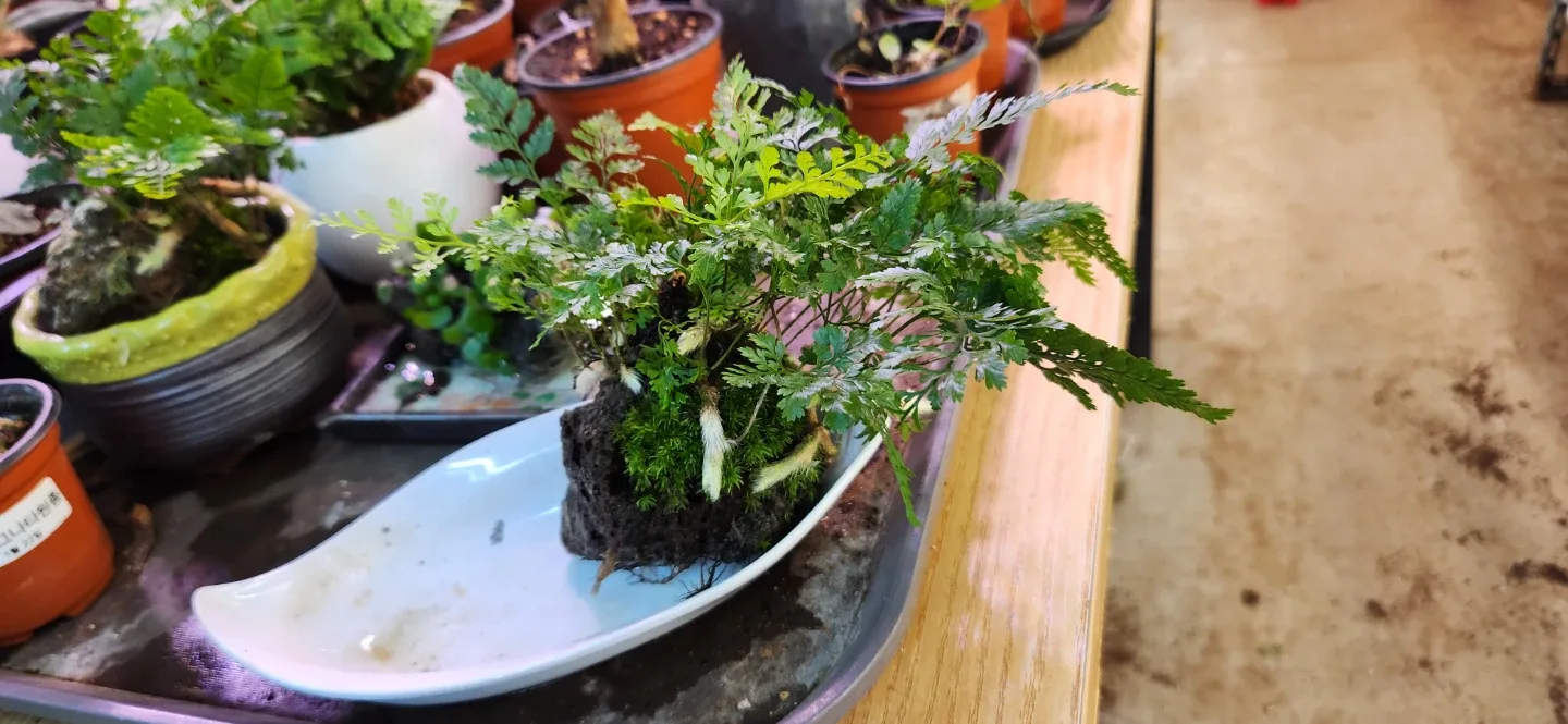 후마타 고사리 이끼 활착 식물