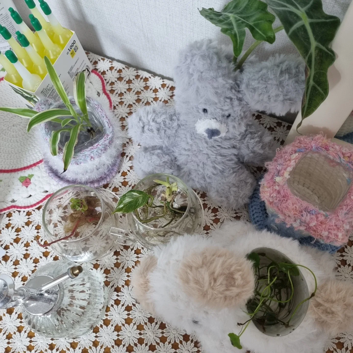 (🚨본문필독🚨)수경식물과 화분커버 등등 나눔