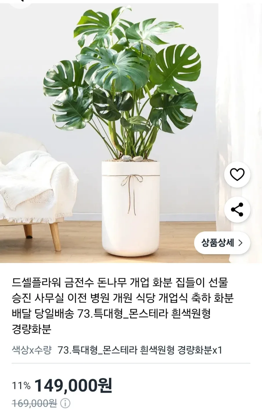 (대형)  몬스테라 식물