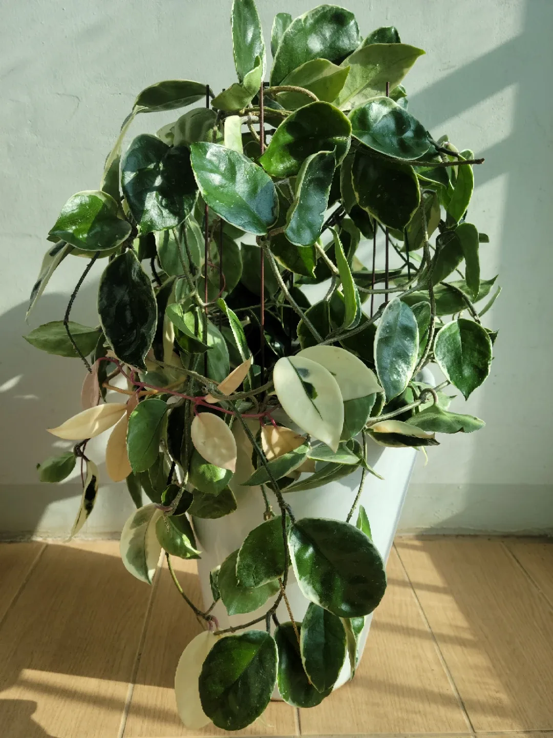 무늬 호야 식물 (흰색 화분 포함)