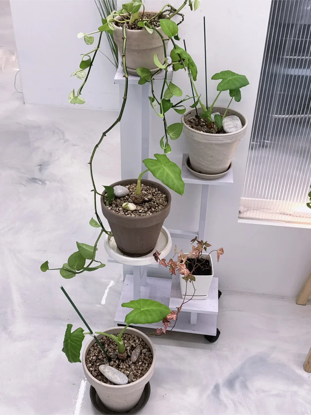 식물들 입양보내요..일괄 2만원!