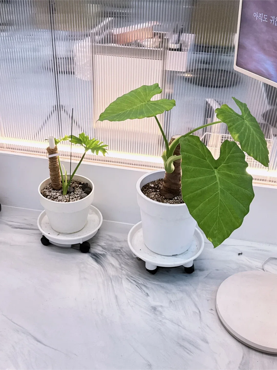 총 7개 개당 만원씩 입양보냅니다.. 식물🪴