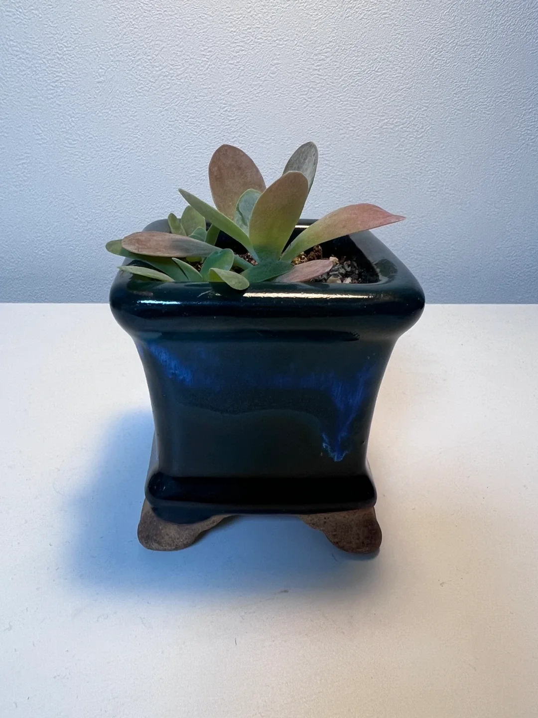 (식물) 다육식물 당인