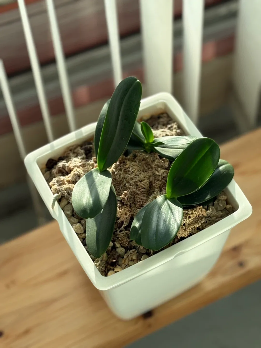 대엽풍란 식물 화분