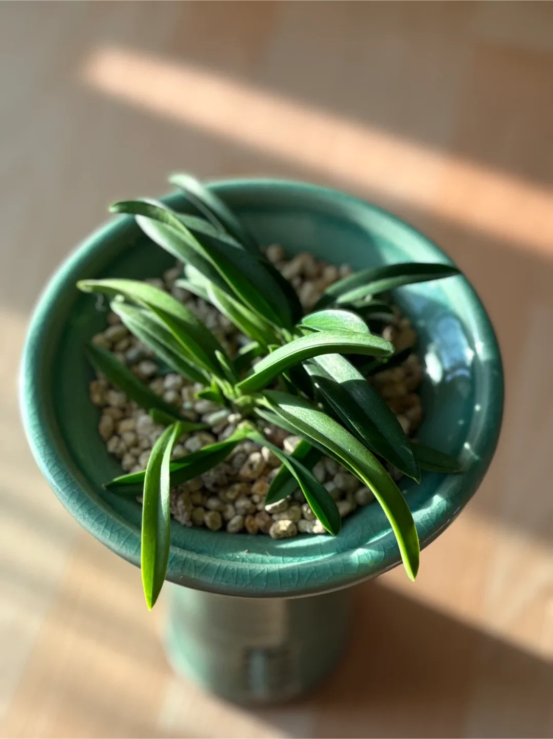 도자기 화분 식물 소엽풍란