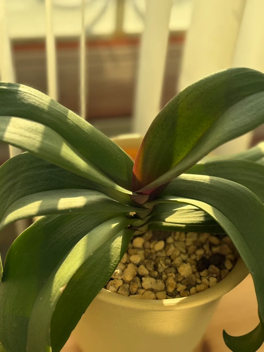 부국 식물 화분