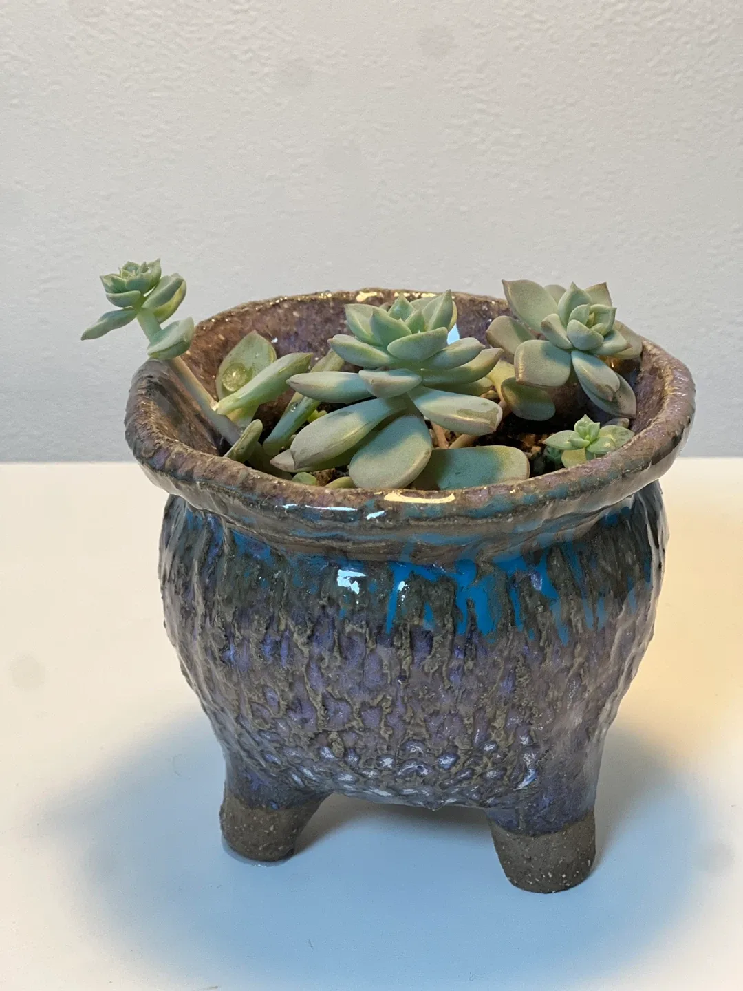 (식물) 다육식물