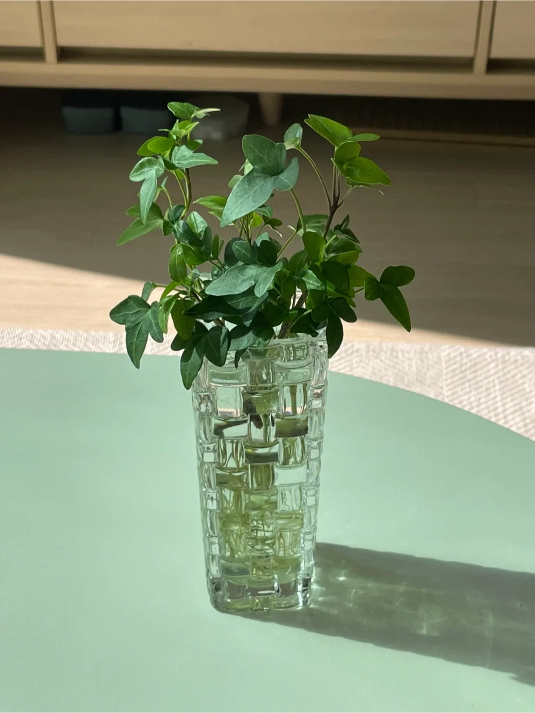 모던하우스 화병 수경재배식물 같이 드려요