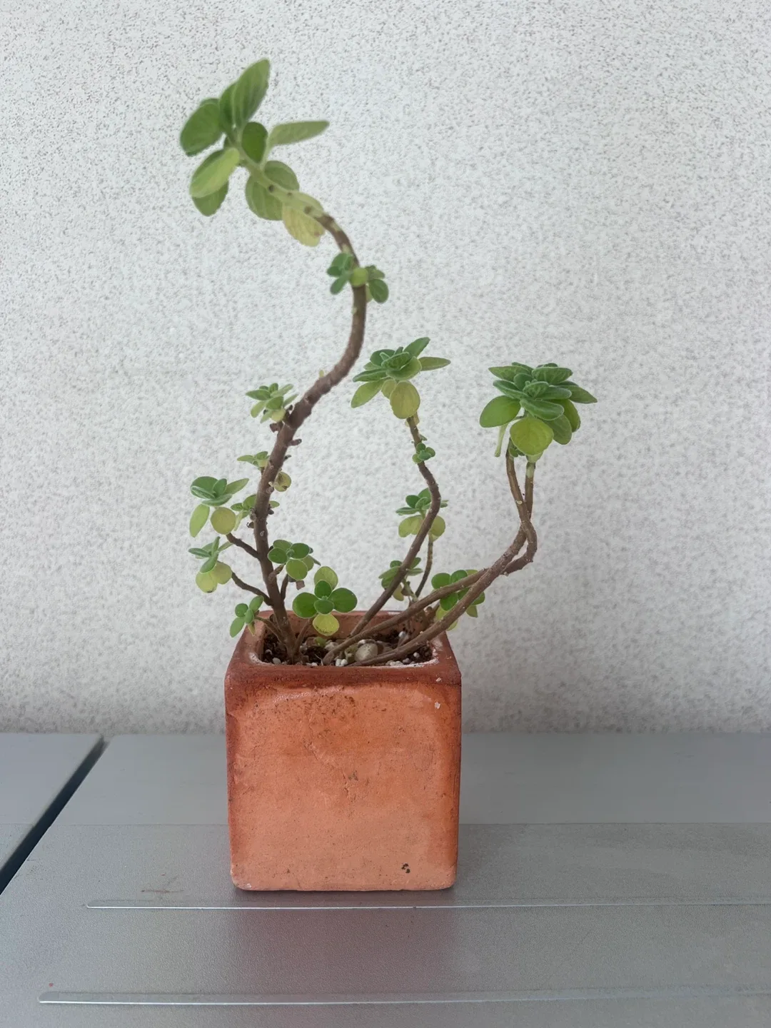 (식물) 장미 허브