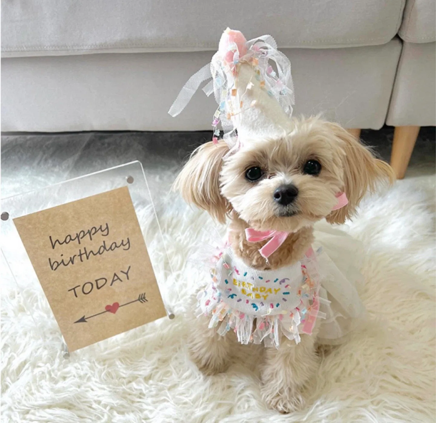 강아지 생일파티 꼬깔모자세트