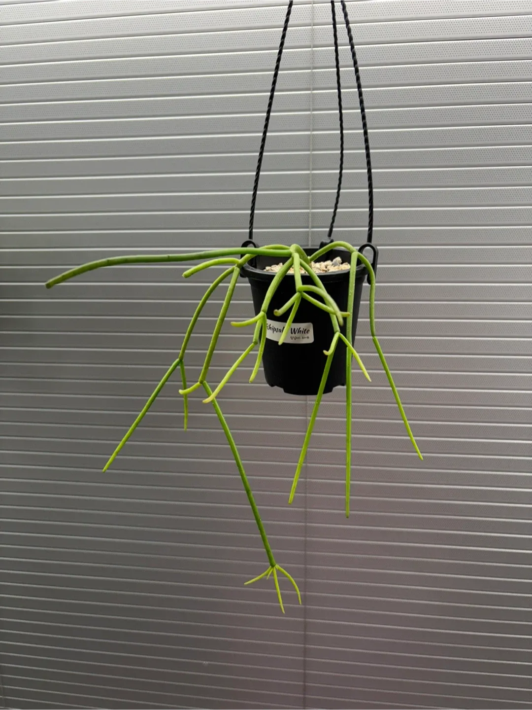 립살리스 화이트 행잉 식물 화분