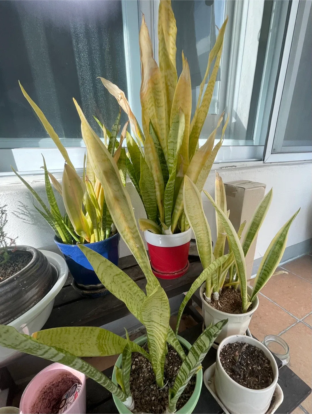 나눔)공기정화식물 산세베리아 화분 4개