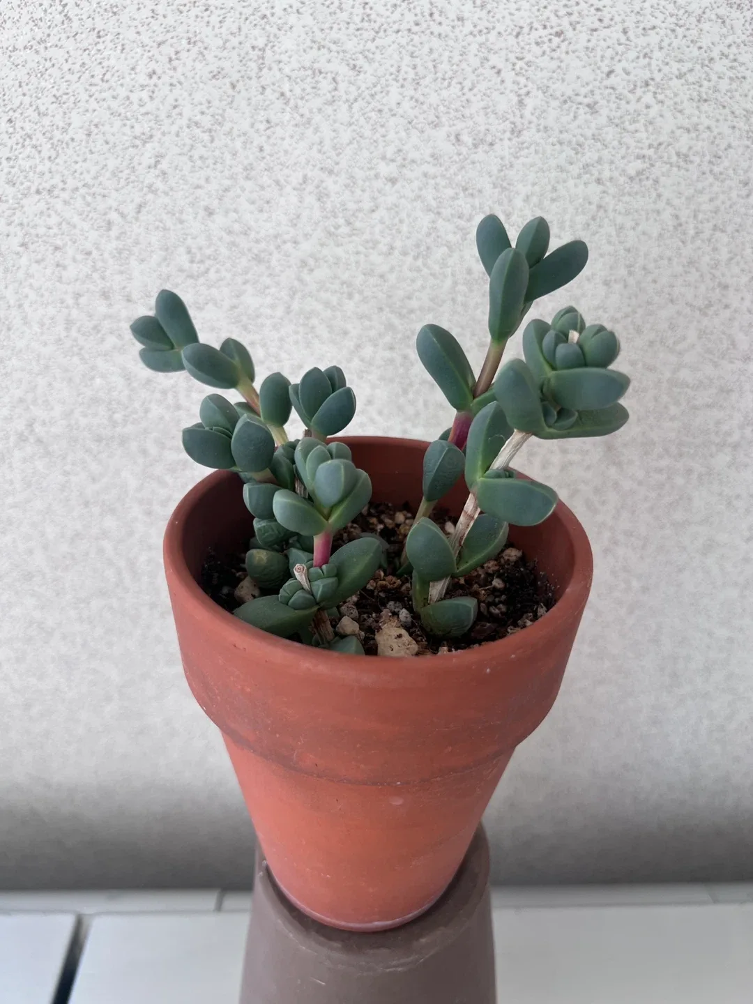 (식물) 다육식물