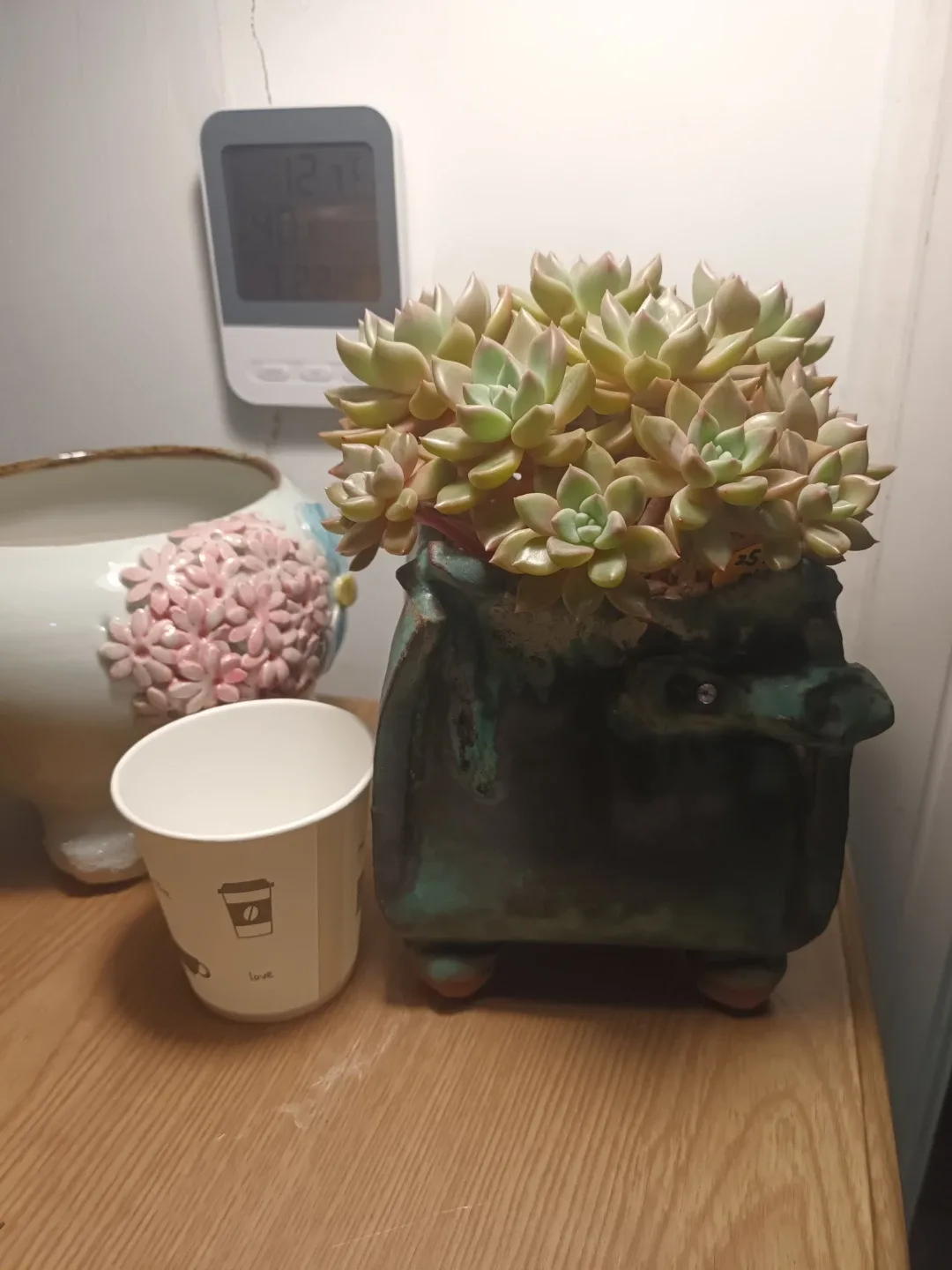 다육식물 (아르제)