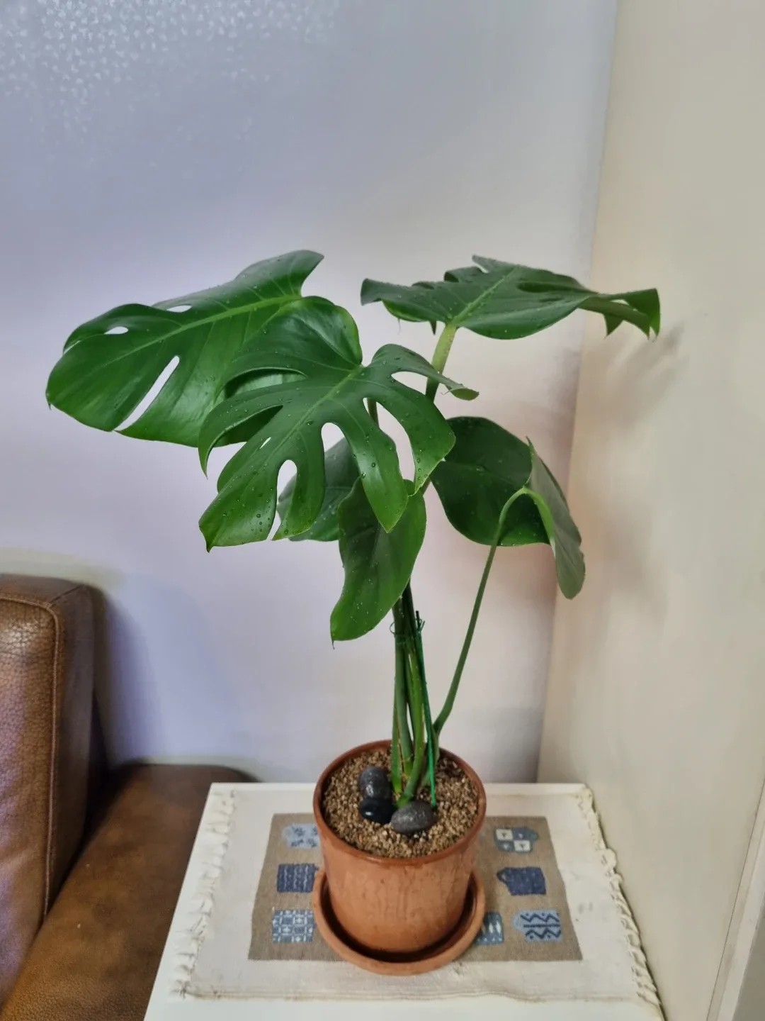 몬스테라 식물 이태리 토분& 토분 받침 포함