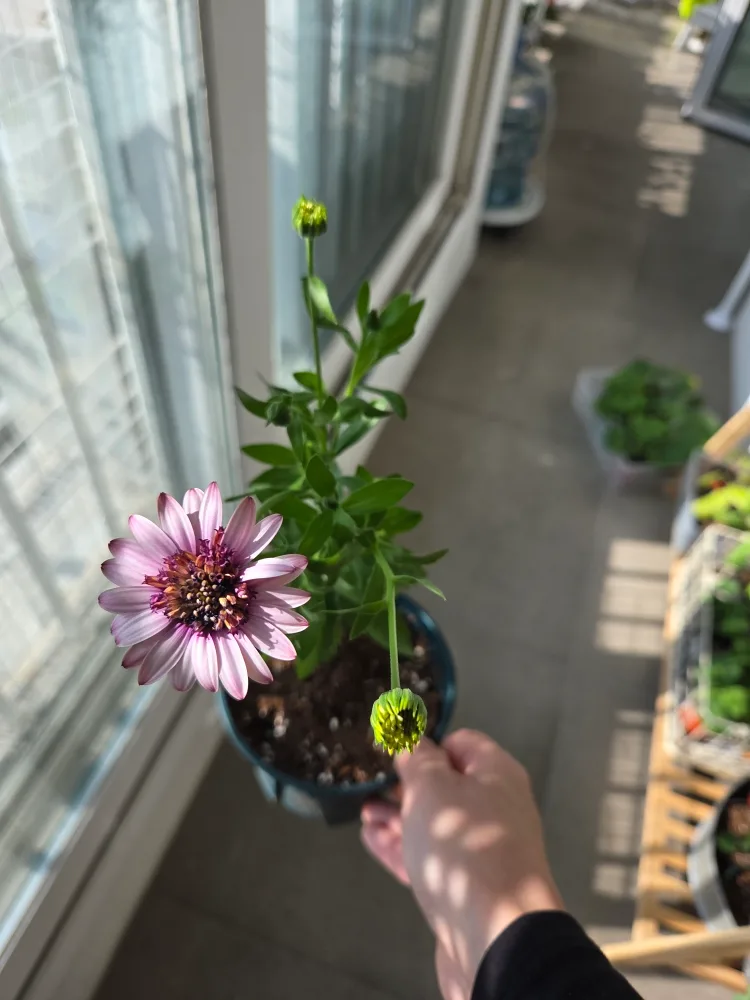 3D베리화이트(식물)