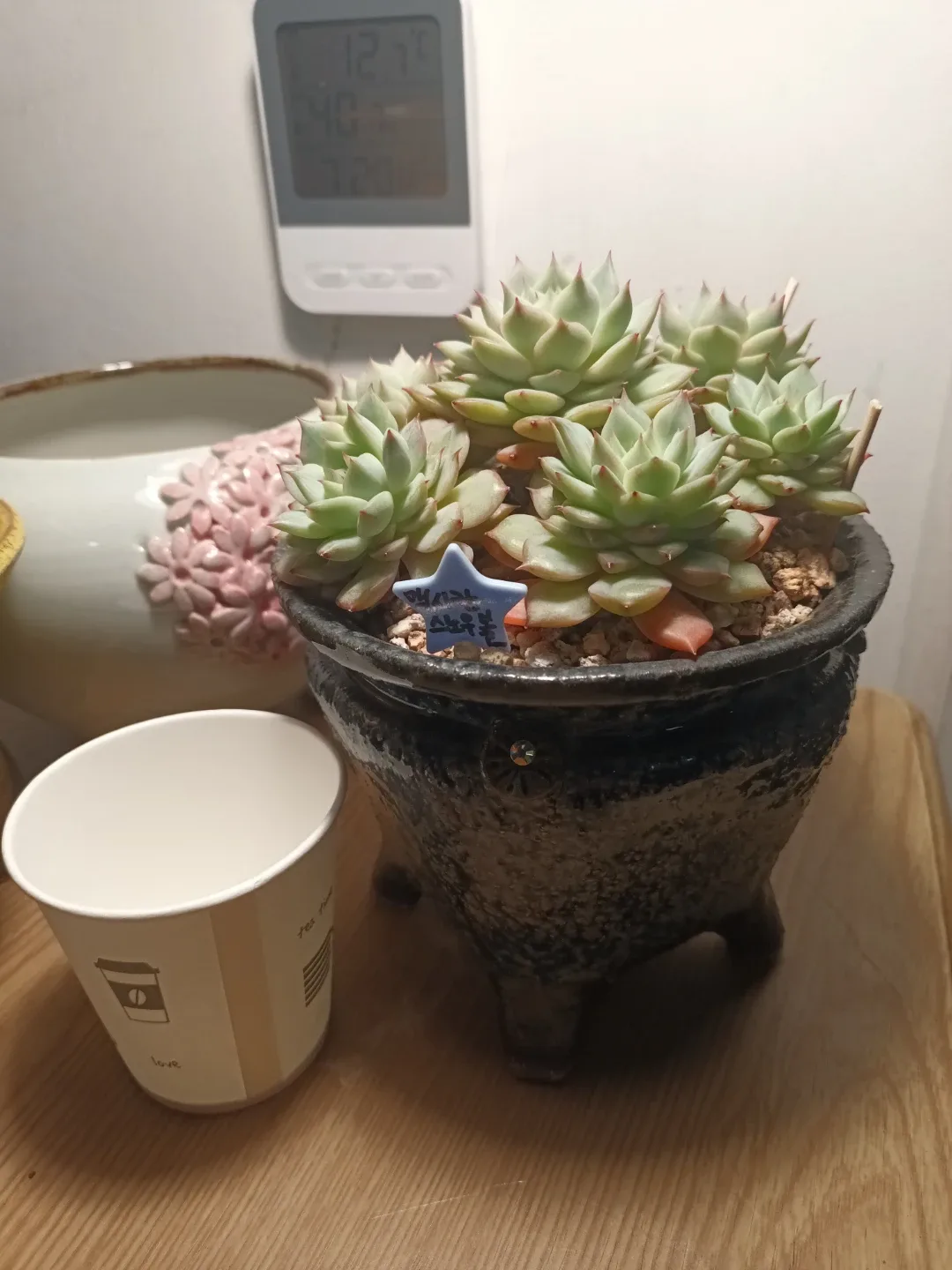 ( 다육식물)맥시칸 스노우볼